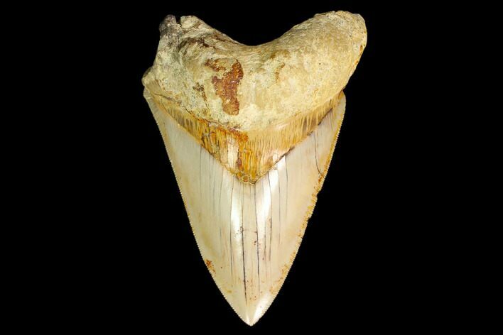 Serrated, Fossil Megalodon Tooth - Indonesia #161699